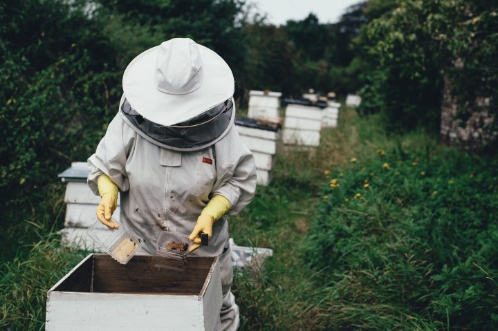 jak hodować pszczoły?